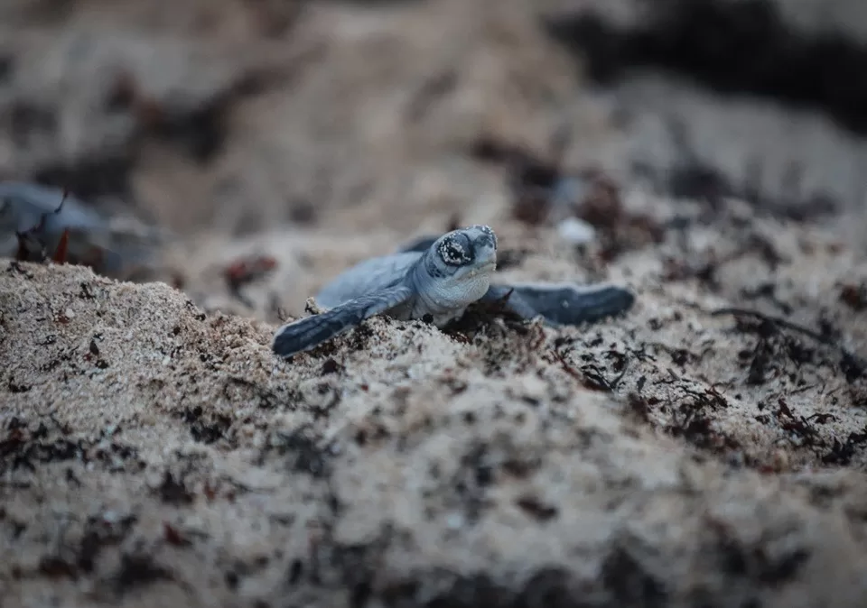 Autoridades de Puerto Morelos ultiman detalles para proteger a las tortugas marinas