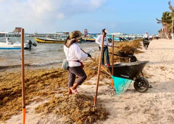 Bajo recale de sargazo en Puerto Morelos gracias a las "suradas"