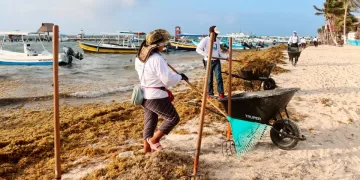 Bajo recale de sargazo en Puerto Morelos gracias a las "suradas"