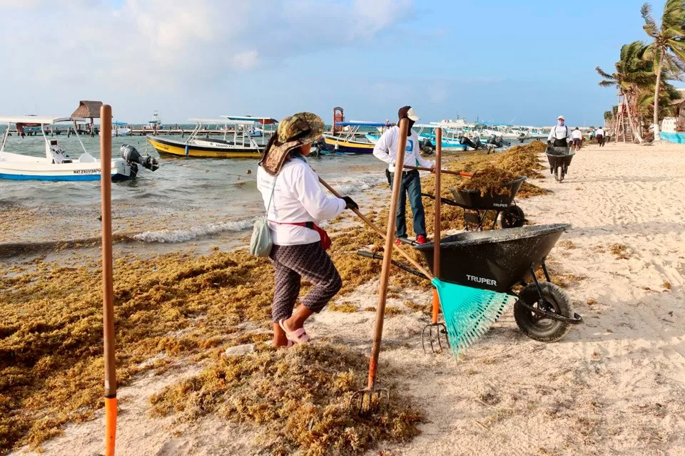Bajo recale de sargazo en Puerto Morelos gracias a las "suradas"