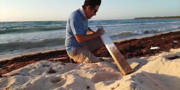 Primera anidación de tortuga caguama registrada en la reserva Xcacel-Xcacelito