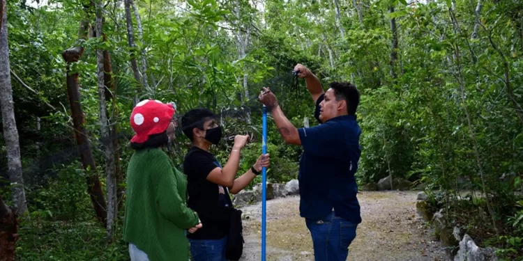 Nueva especie de murciélago en Cozumel destaca la importancia de la conservación ambiental