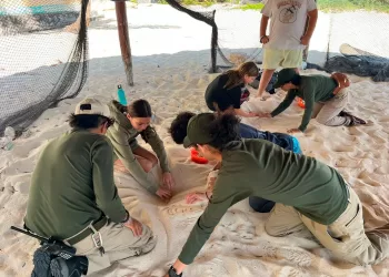 Promueven la conservación de las tortugas marinas