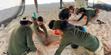Promueven la conservación de las tortugas marinas