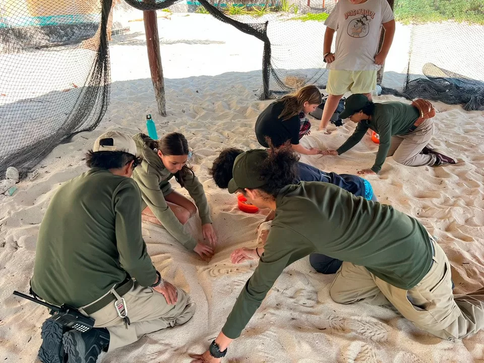 Promueven la conservación de las tortugas marinas