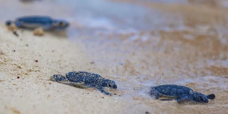 Isla Mujeres con 60 años de proteger a la tortuga marina