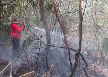 Combaten tres incendios forestales en Benito Juárez