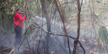 Combaten tres incendios forestales en Benito Juárez
