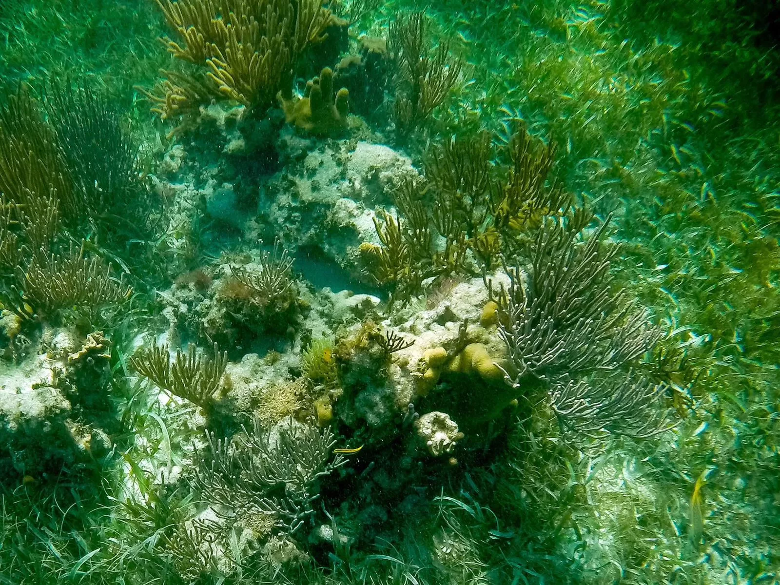 Hoteleros del norte de Quintana Roo toman acciones ante riesgo de desaparecer arrecifes de coral