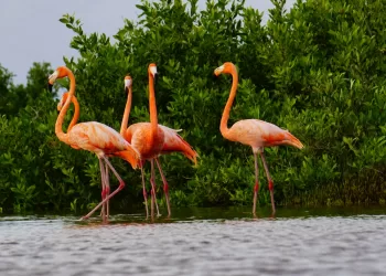 Unen esfuerzos en la Península de Yucatán para la conservación del Flamenco