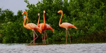 Unen esfuerzos en la Península de Yucatán para la conservación del Flamenco