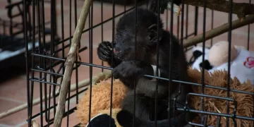 Se estabiliza la situación de los primates en el sureste del país
