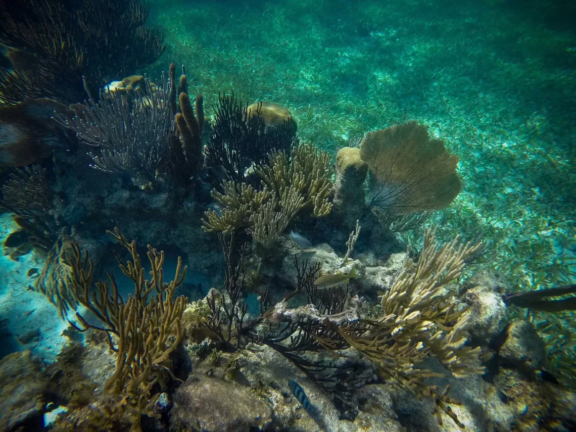 Hoteleros del norte de Quintana Roo toman acciones ante riesgo de desaparecer arrecifes de coral