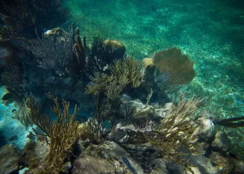 Hoteleros del norte de Quintana Roo toman acciones ante riesgo de desaparecer arrecifes de coral