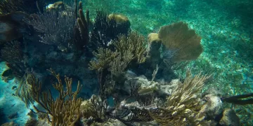 Hoteleros del norte de Quintana Roo toman acciones ante riesgo de desaparecer arrecifes de coral