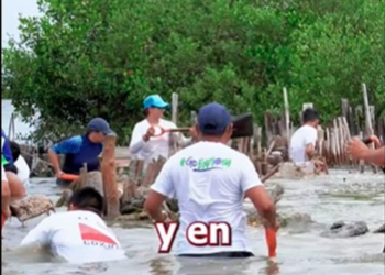 Realizan jornada de restauración de manglar en Punta Sur