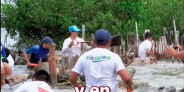 Realizan jornada de restauración de manglar en Punta Sur