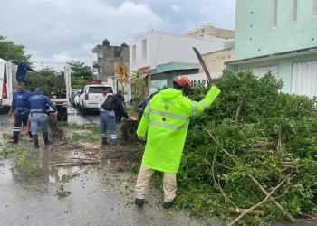 Operativo de emergencia en Solidaridad tras caída de árboles por fuertes vientos