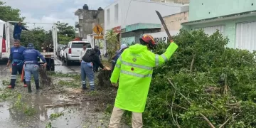 Operativo de emergencia en Solidaridad tras caída de árboles por fuertes vientos