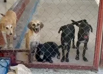 Por negligente, su perro murió de sed; podría terminar en prisión