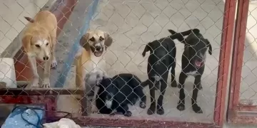 Por negligente, su perro murió de sed; podría terminar en prisión