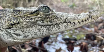 Rescatan un cocodrilo en la zona hotelera norte de Cozumel