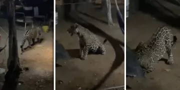 Interviene gobierno municipal de Cancún para la protección del jaguar