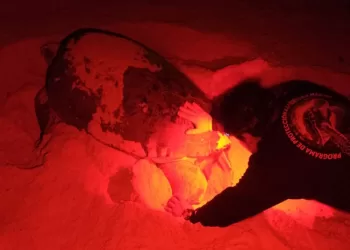 Campamento Tortuguero de Isla Mujeres apoya la protección en temporada de anidación