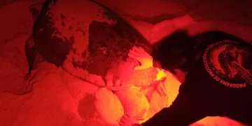 Campamento Tortuguero de Isla Mujeres apoya la protección en temporada de anidación