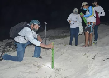 Convocan a cozumeleños voluntarios para proteger a la tortuga marina