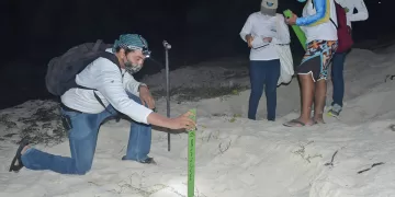 Convocan a cozumeleños voluntarios para proteger a la tortuga marina