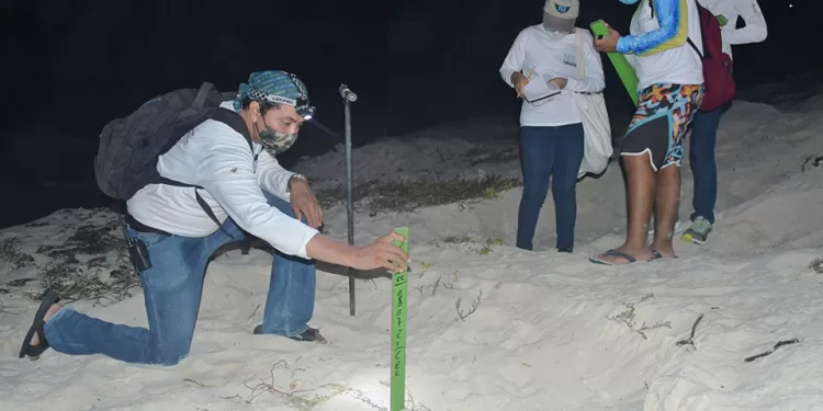 Convocan a cozumeleños voluntarios para proteger a la tortuga marina