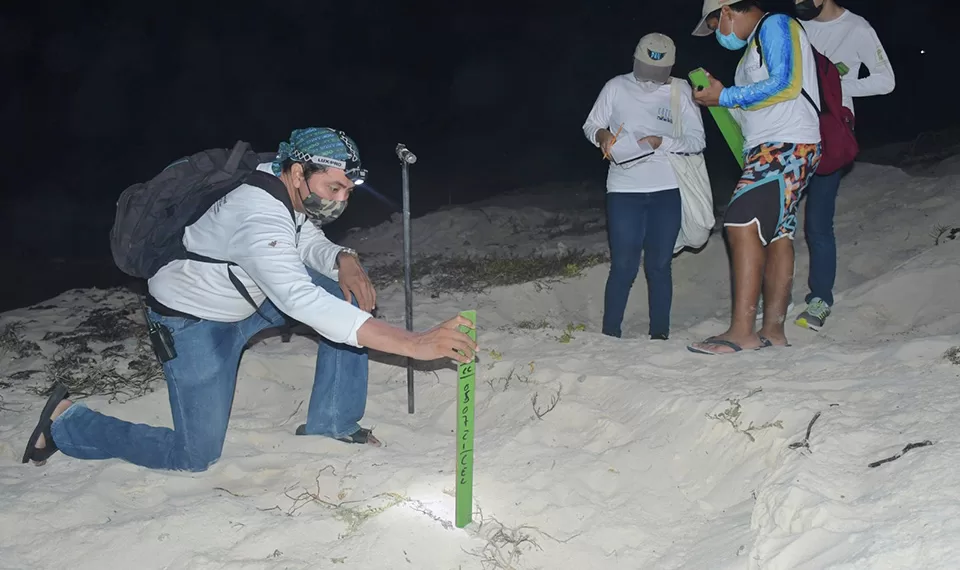 Convocan a cozumeleños voluntarios para proteger a la tortuga marina