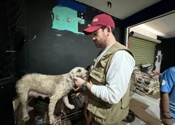 Resguardan a 156 mascotas durante el paso de Beryl por Quintana Roo