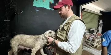 Resguardan a 156 mascotas durante el paso de Beryl por Quintana Roo