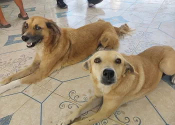 Centro de Bienestar Animal de FCP abre periodo para adopción