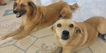 Centro de Bienestar Animal de FCP abre periodo para adopción