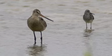 Reportan avistamiento de ave poco común en Cozumel