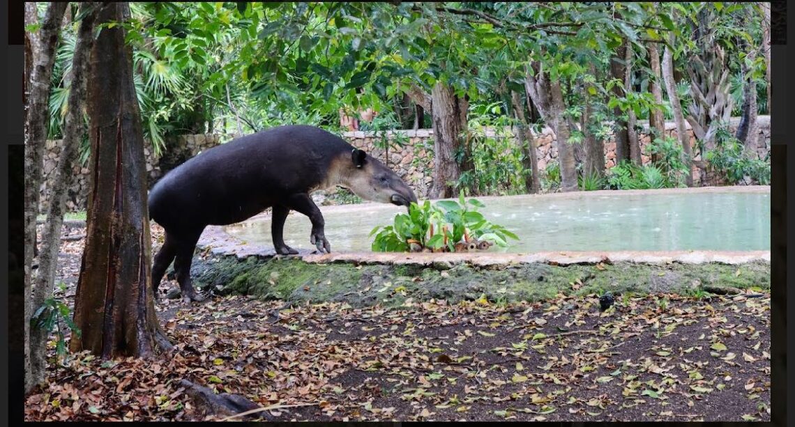 Xcaret prestará un tapir al Zoológico "La Reina", de Tizimín