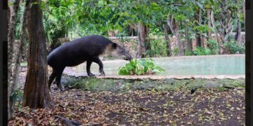 Xcaret prestará un tapir al Zoológico "La Reina", de Tizimín