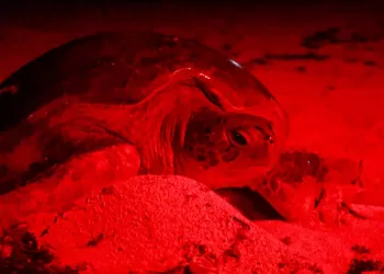 Isla Mujeres, comprometido con la preservación de la tortuga marina
