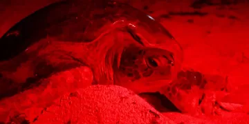 Isla Mujeres, comprometido con la preservación de la tortuga marina