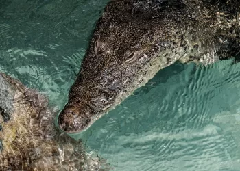 Presencia de cocodrilo de 1.5 metros en Playa Langosta genera inquietud
