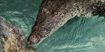 Presencia de cocodrilo de 1.5 metros en Playa Langosta genera inquietud