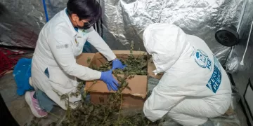 Desmantelan en Cancún invernadero donde cultivaban y procesaban marihuana