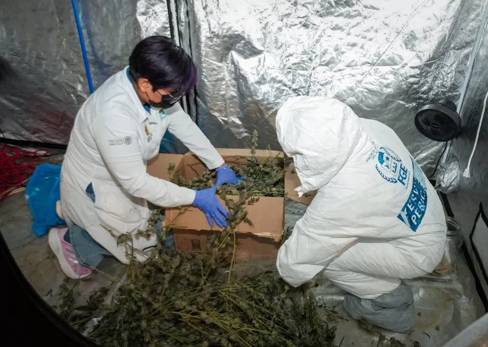 Desmantelan en Cancún invernadero donde cultivaban y procesaban marihuana