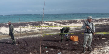 Encuentran paquetes con droga entre sargazo que recaló en playa de Cozumel