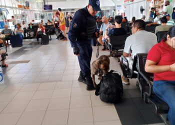 Unidades K9 realizan operativos en cárceles y terminales de autobuses