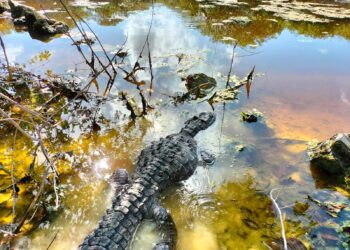 Rescatan a cocodrilo herido y reubican a pecarí en su hábitat natural en Cozumel