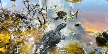Rescatan a cocodrilo herido y reubican a pecarí en su hábitat natural en Cozumel